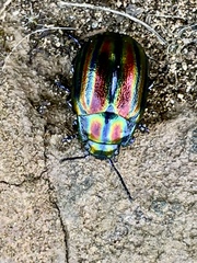 Chrysolina cerealis