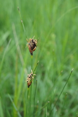 Schoenus nigricans