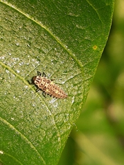 Adalia decempunctata