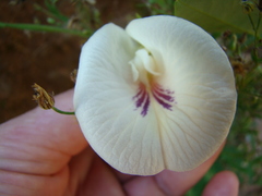 Clitoria