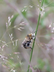 Anthophora femorata