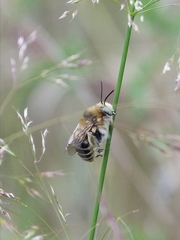 Anthophora femorata