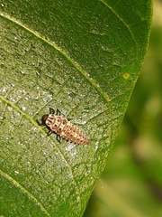 Adalia decempunctata