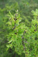 Rhamnus saxatilis