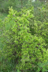 Rhamnus saxatilis