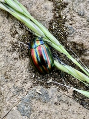 Chrysolina cerealis