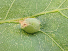 Andricus quercusutriculus