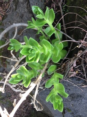 Sedum