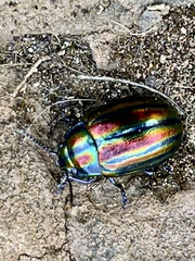 Chrysolina cerealis