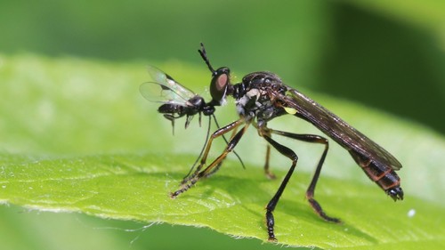 Dioctria hyalipennis nuotrauka