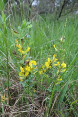 Chamaecytisus