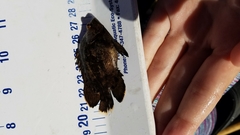 Lobotes surinamensis