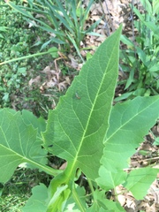 Diptera