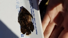 Lobotes surinamensis