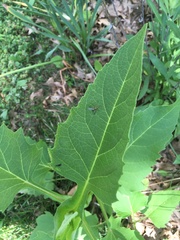 Diptera