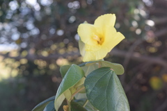 Hibiscus tiliaceus pernambucensis