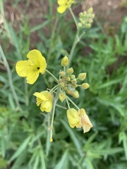 Diplotaxis tenuifolia