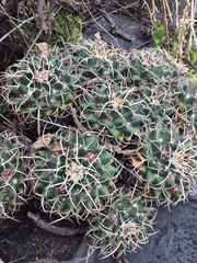 Mammillaria magnimamma