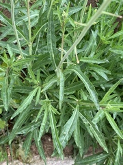 Diplotaxis tenuifolia