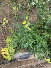 Diplotaxis tenuifolia