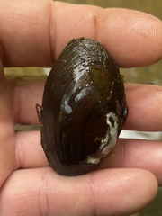 Hamiota perovalis