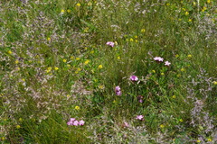 Dianthus pontederae