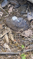 Sternotherus