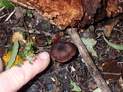 Laccaria violaceonigra