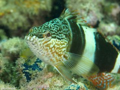 Serranus papilionaceus