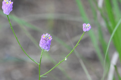 Polygala mariana