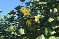 Hibiscus tiliaceus pernambucensis