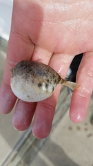 Sphoeroides maculatus