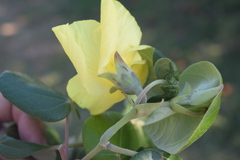 Hibiscus tiliaceus pernambucensis