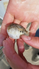 Sphoeroides maculatus