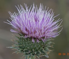 Cirsium neomexicanum utahense