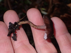 Laccaria violaceonigra