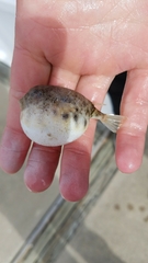 Sphoeroides maculatus