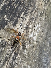 Tanyptera