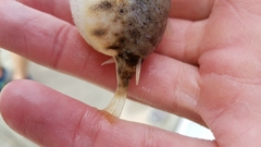 Sphoeroides maculatus