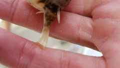 Sphoeroides maculatus