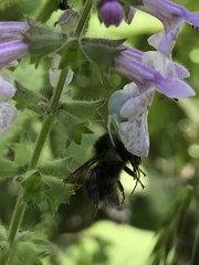 Bombus californicus