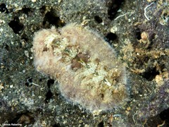 Acanthochitona fascicularis