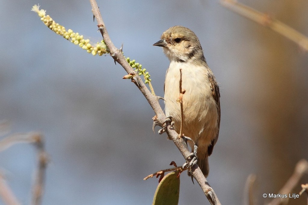 Mouse-colored Penduline-Tit photo