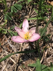 Zephyranthes fosteri