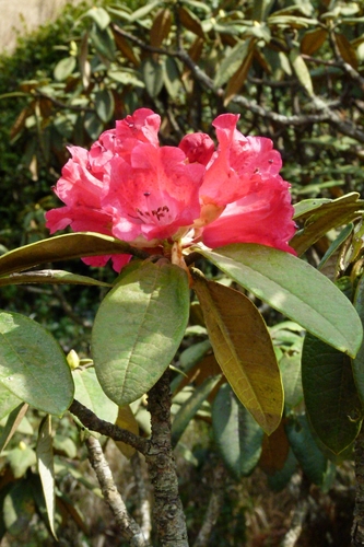 Rhododendron arboreum · Natusfera