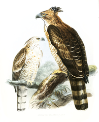 Legge's Hawk-Eagle photo 2