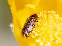 Acmaeodera hepburnii
