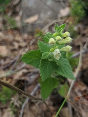 Scutellaria albida