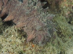 Holothuria mammata