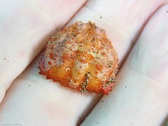 Calappa granulata